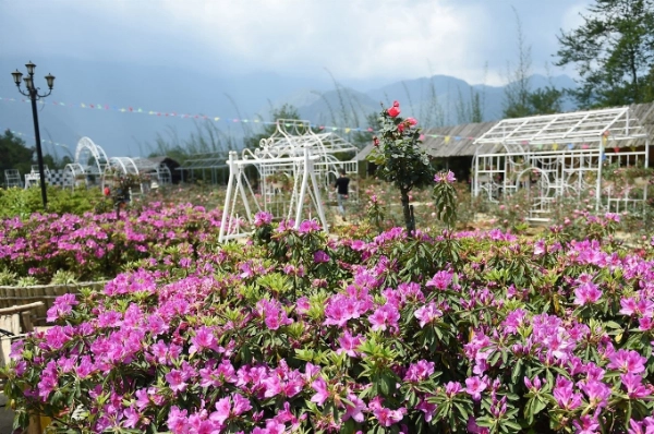 Lễ hội hoa Đỗ Quyên - Không gian văn hóa Tây Bắc năm nay trùng với thời điểm Sun World Fansipan Legend triển khai chương trình ưu đãi giá vé cáp treo và tàu hỏa leo núi Mường Hoa lên đến 70% cho người dân sáu tỉnh Tây Bắc.an-ivivu-12
