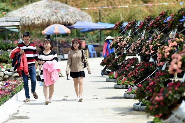 Ngay từ khi bước chân tới quảng trường ga đi cáp treo Fansipan, du khách đã được chiêm ngưỡng sắc màu hoa đỗ quyên. Những chậu đỗ quyên kết thành tiểu cảnh xinh xắn với sắc đỏ, hồng.