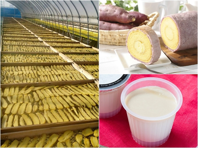 Giữa khí trời mùa thu lành lạnh thì thưởng thức một củ khoai lang nướng nóng hổi là tuyệt nhất. Khoai ở Ibaraki trồng ngay sườn dốc thoai thoải, trong đất tro núi lửa giúp thoát nước tốt hơn. Nó được xem là đặc sản của vùng đất này do Ibaraki là một trong những tỉnh đứng đầu Nhật Bản về sản lượng khoai có chất lượng cao. Khoai lang nướng được nhiều người ưa chuộng, hoặc bạn có thể thử nhiều món như bánh bông lan khoai, pudding khoai, sữa khoai... Nhét theo củ khoai nướng bọc trong giấy bạc thơm lừng, làm lương khô leo núi ngắm cảnh mùa thu là hết sẩy. Giữa khí trời mùa thu lành lạnh thì thưởng thức một củ khoai lang nướng nóng hổi là tuyệt nhất. Khoai ở Ibaraki trồng ngay sườn dốc thoai thoải, trong đất tro núi lửa giúp thoát nước tốt hơn. Nó được xem là đặc sản của vùng đất này do Ibaraki là một trong những tỉnh đứng đầu Nhật Bản về sản lượng khoai có chất lượng cao. Khoai lang nướng được nhiều người ưa chuộng, hoặc bạn có thể thử nhiều món như bánh bông lan khoai, pudding khoai, sữa khoai... Nhét theo củ khoai nướng bọc trong giấy bạc thơm lừng, làm lương khô leo núi ngắm cảnh mùa thu là hết sẩy.