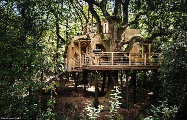 Toàn cảnh ngôi nhà Woodsman's Treehouse