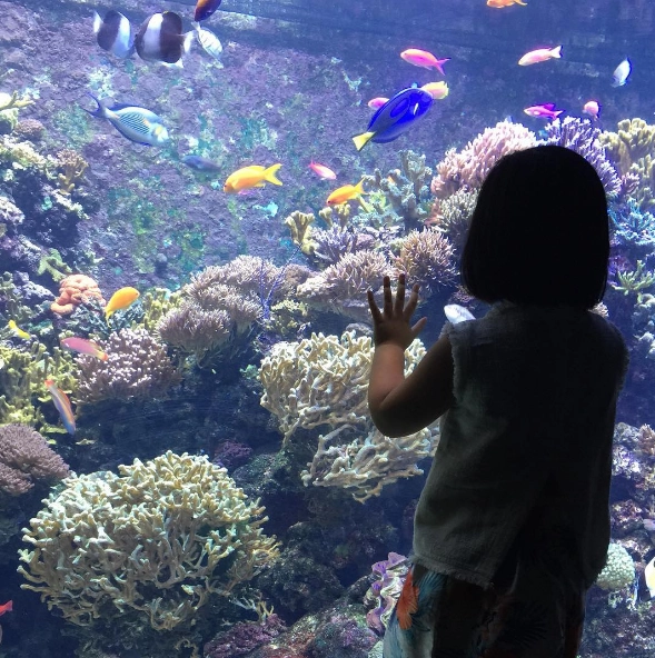 S.E.A Aquarium được đánh giá là một trong những điểm đến lý tưởng nhất dành cho gia đình ở Singapore Capture