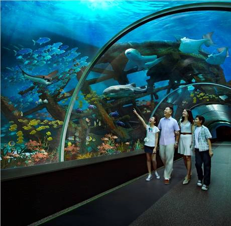 Du khách dạo bộ giữa lồng kính trong suốt S.E.A. Aquarium Singapore-ivivu-1