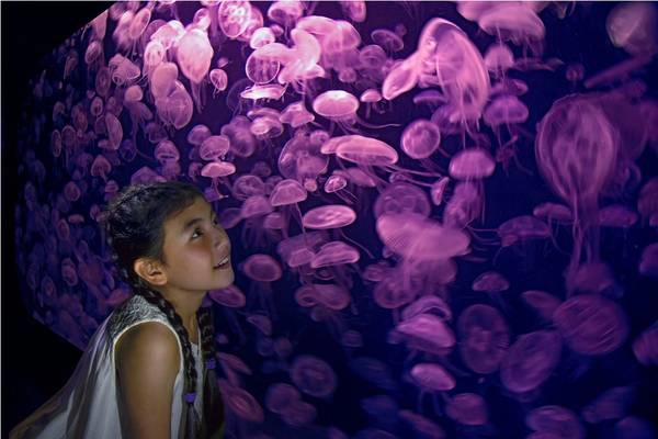 Thỏa thích thưởng ngoạn trọn vẹn vẻ đẹp muôn màu của đại dương. S.E.A. Aquarium Singapore-ivivu-1 (3)