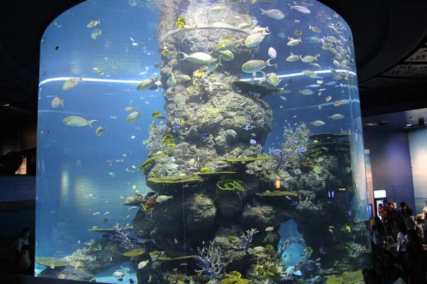 Du khách dễ bị thu hút bởi những bể cá khổng lồ tại đây S.E.A. Aquarium Singapore-ivivu-9