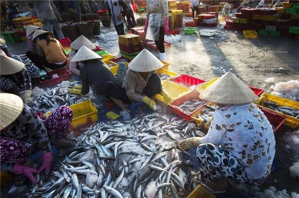 Cảng cá Long Hải là nguồn cung cấp hải sản chính của khu vực lân cận, trong đó có thành phố Hồ Chí Minh. (Ảnh: Nguyễn Vũ Phước) Cảng cá Long Hải là nguồn cung cấp hải sản chính của khu vực lân cận, trong đó có thành phố Hồ Chí Minh. (Ảnh: Nguyễn Vũ Phước)