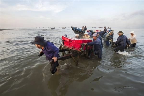 Để kéo cá vào bờ, cần 5 đến 6 người đàn ông khỏe mạnh. (Ảnh: Nguyễn Vũ Phước) Để kéo cá vào bờ, cần 5 đến 6 người đàn ông khỏe mạnh. (Ảnh: Nguyễn Vũ Phước)