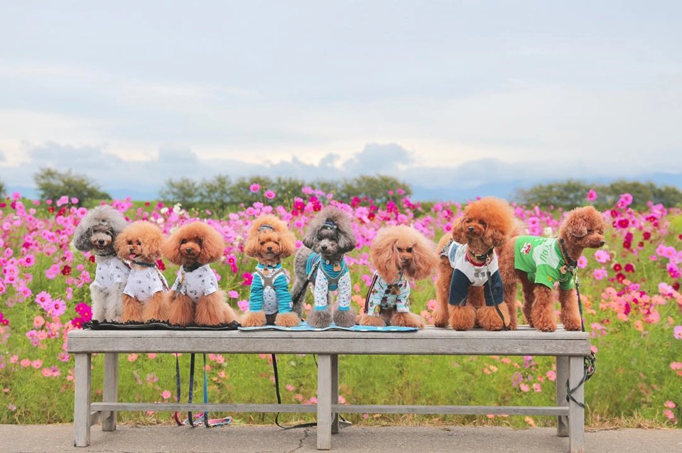 Nếu yêu thích chụp ảnh, muốn chiêm ngưỡng cánh đồng hoa hay có ý định tổ chức dã ngoại, bạn có thể tham khảo các địa điểm nổi tiếng như công viên đồi Thái Dương (quận Monbetsu, Hokkaido), công viên Hana-no-Miyako Koen (hồ Yamanaka, tỉnh Yamanashi), khu đền Bicchu Kokubunji (Okayama)… Ảnh: Cocoa.mama22.