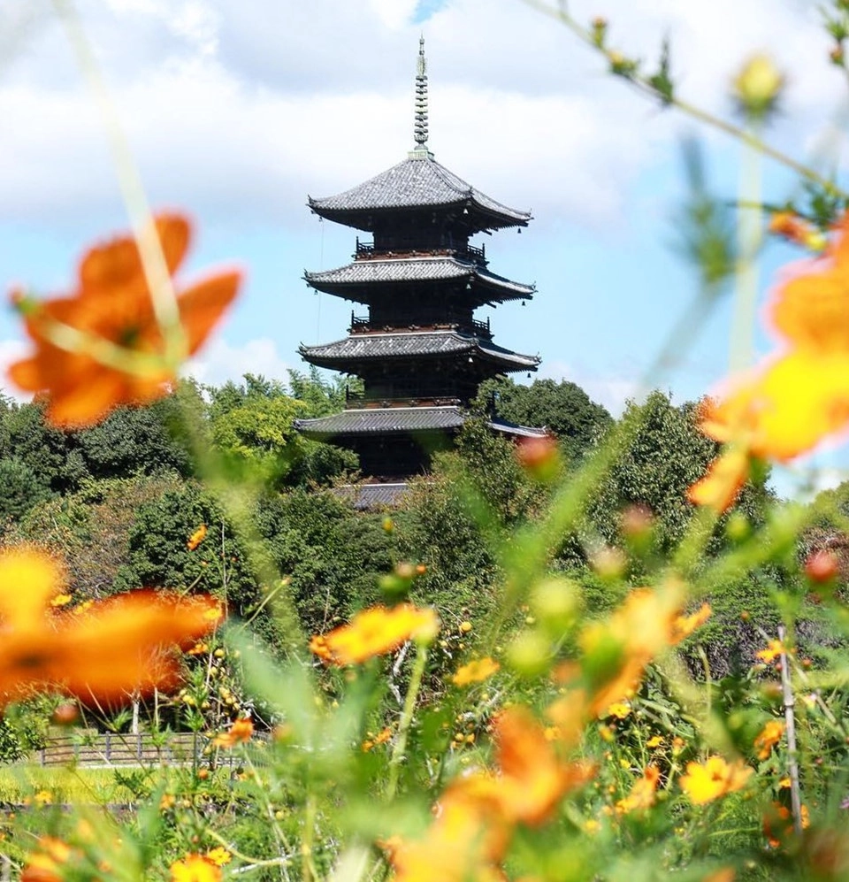 Ngôi đền năm tầng nằm trong khu Bichu Kokubunji, Okayama, là chốn dừng chân thích hợp để bạn có thể nhìn thấy cánh đồng hoa cosmos tuyệt đẹp. Đứng sau tòa nhà này, bạn chiêm ngưỡng cảnh sắc “anh đào mùa thu” lấp lánh trong nắng, đung đưa trong gió, rực rỡ giữa chốn linh thiêng. Ảnh: Mahomahomaho810.