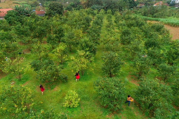 Quang cảnh du khách đi hái quýt chụp từ flycam - Ảnh: TRẦN ĐOÀN HUY