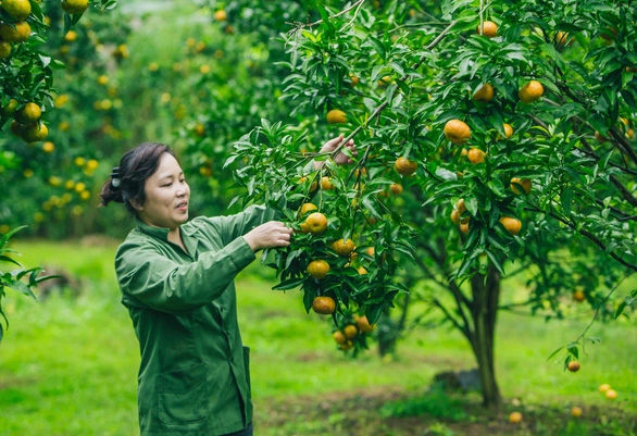 Quýt vàng Bắc Sơn được trồng trên các thung lũng xã Chiến Thắng, huyện Bắc Sơn - Ảnh: TRẦN ĐOÀN HUY