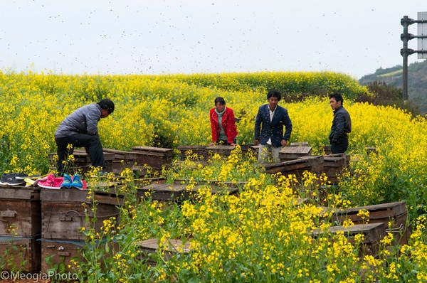 ngat-ngay-voi-thien-duong-hoa-cai-la-binh-ivivu5