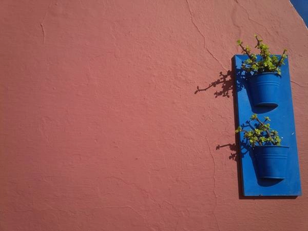 Những chậu hoa nhỏ trên tường.