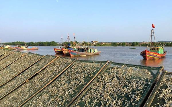  Trên triền đê sông Diêm Hộ. Ảnh: Băng Giang.