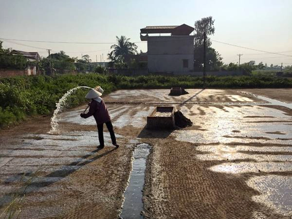 Tưới nước biển mặn lên sân phơi cát. Ảnh: Băng Giang.