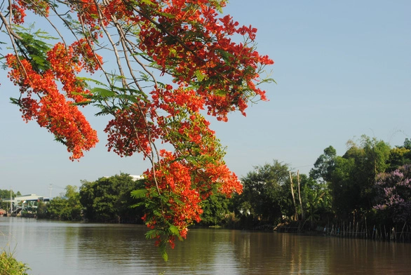 Hoa phượng đẹp bên dòng kênh Xáng - Ảnh: THÀNH NHƠN