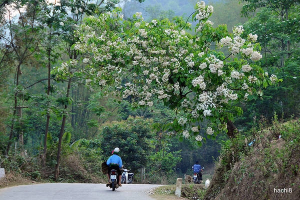 Một cung đường hoa trẩu ngát rừng. 