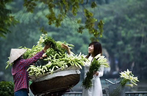 Loa Kèn trắng tinh khôi. 