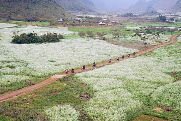 Không rực rỡ, nồng nàn như mùa cải vàng, hoa cải trắng nhẹ nhàng, tinh khôi hơn