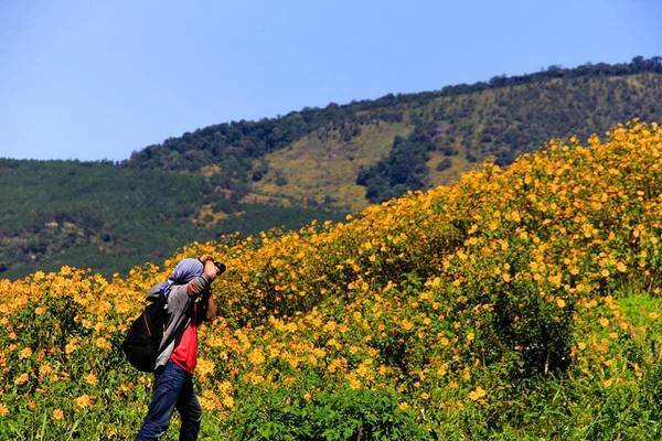 Dù không rực rỡ như hướng dương nhưng khi nở rộ, dã quỳ tạo nên một thảm vàng mê mải... 