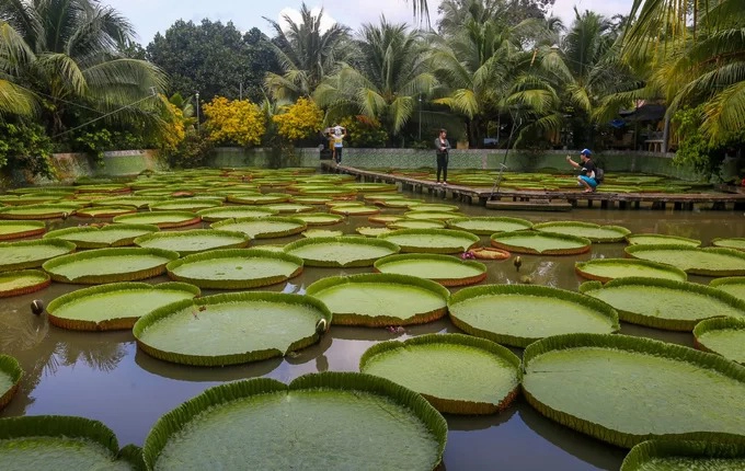 Không chỉ có kích thước to lớn, lá sen có thể "cõng" người có trọng lượng đến cả trăm ký. "Lần đầu đứng lên lá sen em khá lo lắng, sợ có thể ngã xuống ao. Những lá sen ở đây rất lạ, em chừa từng thấy ở đâu và không ngờ có thể đứng lên thoải mái vậy", Mỹ Hương (16 tuổi, Vĩnh Long) cho biết.