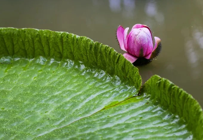 Sen vua là cây lớn nhất trong họ súng, lá dày, tròn, mép lá dựng lên, đường kính có thể lên tới 2-3m. Sen trong chùa thường phát triển nhanh vào mùa nước nổi từ tháng 7 đến tháng 9 âm lịch. Hoa nở trong ba ngày và chuyển màu liên tục. Từ màu trắng hồng ban đầu, mỗi lần hoa nở sẽ sẫm hơn một chút, đến khi tàn hoa có màu tím thẫm.