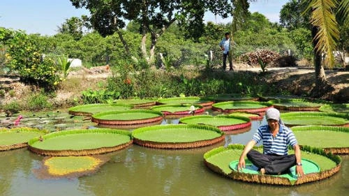 Với cân nặng khoảng 50-60 kg, bạn có thể đứng thoải mái trên lá sen mà không gây xao động mặt nước. Ảnh: Trần Ngô Hải An.