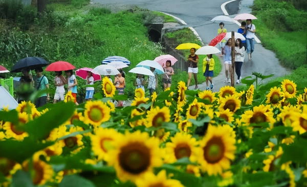 Ngôi làng nhỏ xinh với những bức tường họa, những con đường đi dạo tĩnh mịch và hai bên là những vạt hoa hướng dương, hoa dại mùa hè, hương cỏ nồng nàn như quyến rũ, níu chân du khách. Ngôi làng nhỏ xinh với những bức tường họa, những con đường đi dạo tĩnh mịch và hai bên là những vạt hoa hướng dương, hoa dại mùa hè, hương cỏ nồng nàn như quyến rũ, níu chân du khách.