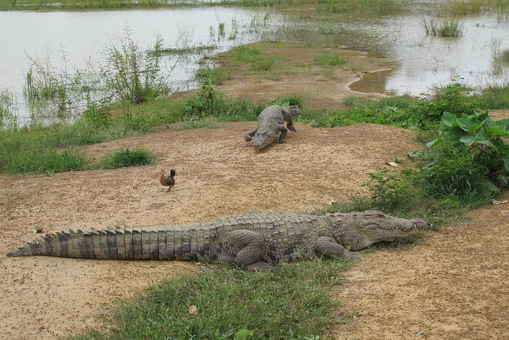 Cá sấu ở Bazoule thuộc họ Suchus Crocodylus, họ hàng với cá sấu sông Nile. Chúng còn được gọi là cá sấu sa mạc hay cá sấu Tây Phi, chủ yếu được tìm thấy trong rừng và các khu vực lân cận. Tổ tiên của chúng đã thích nghi với sự thay đổi môi trường châu Phi, từ thảo nguyên tươi tốt 10.000 năm trước đến hoang mạc Sahara khắc nghiệt và khô cằn thời nay. Ảnh: hiveminer.