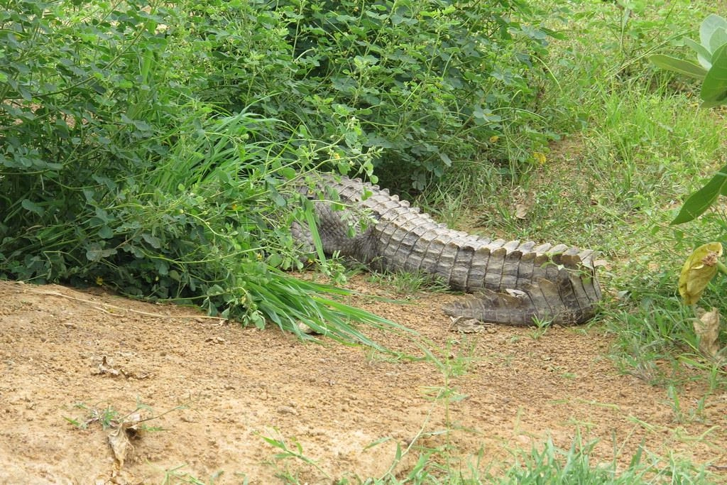 Không giống như cá sấu sông Nile thường thích những con sông lớn, cá sấu Tây Phi sống trong đầm phá, đầm lầy, những khu vực gần rừng. Thậm chí, chúng còn được tìm thấy ở những vùng đất ngập nước hình thành sau những cơn mưa hoặc vùng trũng do nước ngầm từ các con suối. Ảnh: Fiveprime.