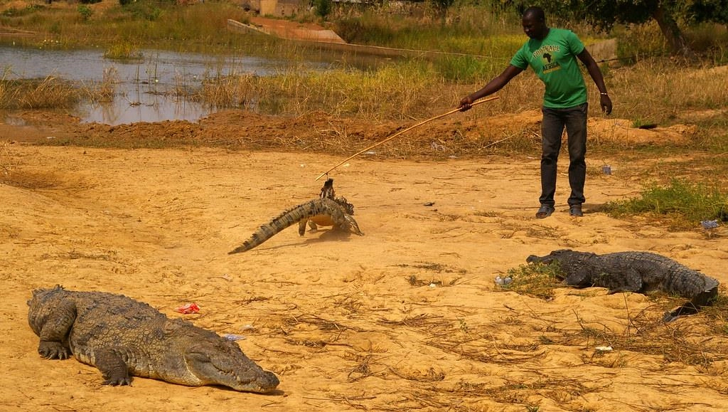 Loài cá sấu linh thiêng này cũng được tìm thấy ở thị trấn Paga, phía tây Burkina Faso. Cả Bazoule và Paga hàng năm đều thu hút nhiều du khách đến tham quan. Hướng dẫn viên sẽ làm mồi từ gà sống và dụ cá sấu ra khỏi hồ. Khách du lịch không chỉ ngắm nhìn mà còn được vỗ về và chụp ảnh với chúng. Đây cũng là trải nghiệm thú vị mà du khách khó lòng bỏ qua khi ghé thăm vùng đất này. Ảnh: Flickr.