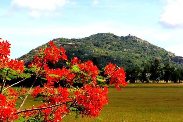 Trên núi Sam trước đây có rất nhiều cây phượng vĩ. Vào mùa hè, hoa nở đỏ rực cả khu vực. Nhưng bây giờ, số phượng vĩ đã hao hụt rất nhiều do thời tiết thay đổi và một phần do tác động của con người. Trên núi Sam trước đây có rất nhiều cây phượng vĩ. Vào mùa hè, hoa nở đỏ rực cả khu vực. Nhưng bây giờ, số phượng vĩ đã hao hụt rất nhiều do thời tiết thay đổi và một phần do tác động của con người.