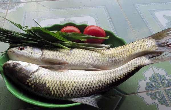 Cá trôi vừa được đánh bắt - Ảnh: MINH KỲ Cá trôi vừa được đánh bắt - Ảnh: MINH KỲ