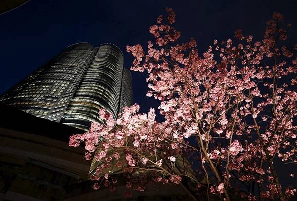 Hoa anh đào được chiếu sáng cạnh tháp Roppongi Hills Mori ở Tokyo. Ảnh: Toru Hanai/Reuters. Hoa anh đào được chiếu sáng cạnh tháp Roppongi Hills Mori ở Tokyo. Ảnh: Toru Hanai/Reuters.