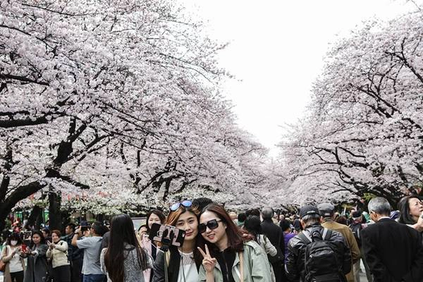 Người dân ghi lại những khoảnh khắc tuyệt vời dưới hoa anh đào. Ảnh: Taro Karibe/Getty Images. Người dân ghi lại những khoảnh khắc tuyệt vời dưới hoa anh đào. Ảnh: Taro Karibe/Getty Images.