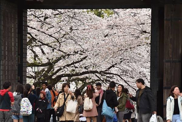 Du khách ngắm hoa ở Tokyo. Ảnh: Kazuhiro Nogi/AFP. Du khách ngắm hoa ở Tokyo. Ảnh: Kazuhiro Nogi/AFP.