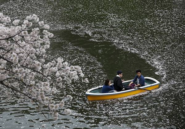 Du khách chèo thuyền ngắm hoa ở hào Chidorigafuchi, Tokyo. Ảnh: Issei Kato/Reuters. Du khách chèo thuyền ngắm hoa ở hào Chidorigafuchi, Tokyo. Ảnh: Issei Kato/Reuters.