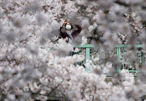 Một thanh niên ghi lại vẻ đẹp của hoa anh đào ở Tokyo. Ảnh: Issei Kato/Reuters. Một thanh niên ghi lại vẻ đẹp của hoa anh đào ở Tokyo. Ảnh: Issei Kato/Reuters.