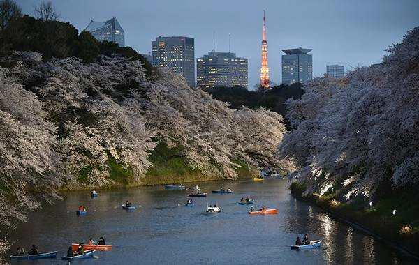 Tháp Tokyo được thắp sáng khi du khách chèo thuyền quanh hào nước ở lâu đài Edo, Tokyo. Ảnh: Kazuhiro Nogi/AFP. Tháp Tokyo được thắp sáng khi du khách chèo thuyền quanh hào nước ở lâu đài Edo, Tokyo. Ảnh: Kazuhiro Nogi/AFP.