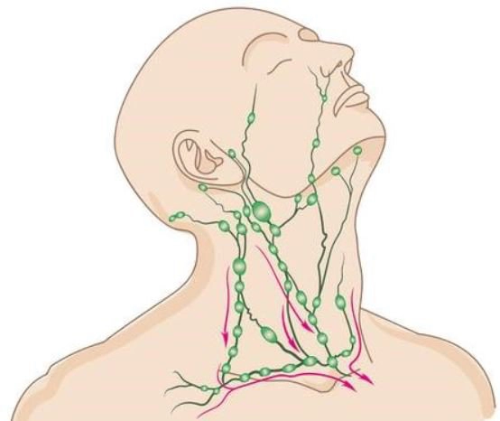 Các vị trí hạch ở cổ có thể khiến người bệnh đau hạch cổ khi hạch viêm