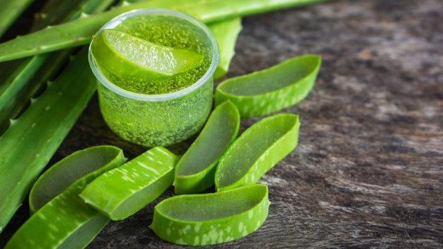 nha đam có tốt cho da nhờn không