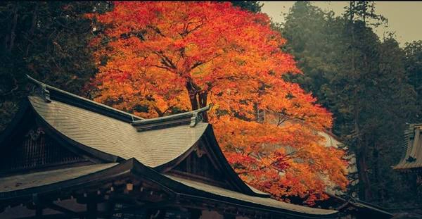 Nét đặc trưng nhất của mùa thu Nhật Bản là những cây lá phong 3 màu, tạo ra một màu sắc đậm chất thu. 