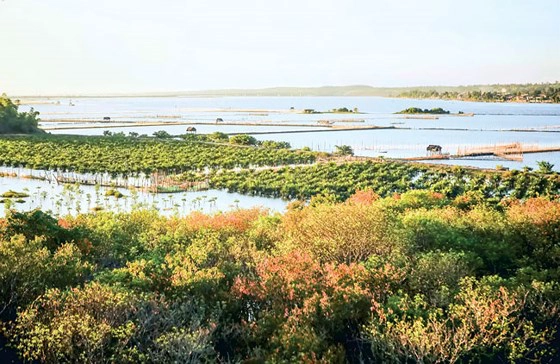 gư dân cùng nhau trồng rừng ngập mặn trên phá Tam Giang để tạo môi trường sinh sản tự nhiên cho các loài cá tôm. gư dân cùng nhau trồng rừng ngập mặn trên phá Tam Giang để tạo môi trường sinh sản tự nhiên cho các loài cá tôm.