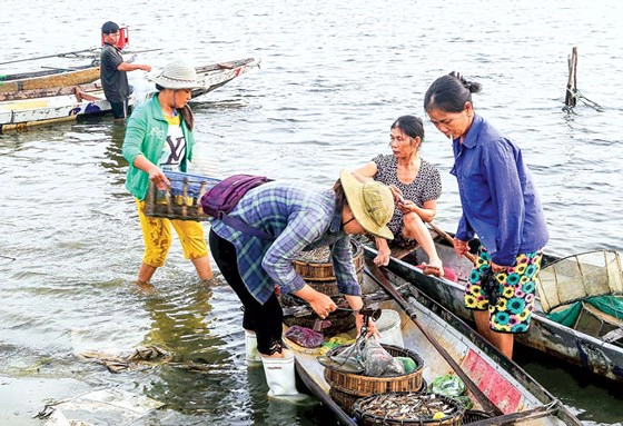 Tư thương phân loại cá tôm trước khi đưa đi phân phối tại các chợ ở TP Huế. Tư thương phân loại cá tôm trước khi đưa đi phân phối tại các chợ ở TP Huế.