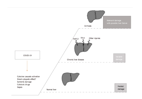 Các cơ chế giả định gây ra tổn thương gan trong quá trình bệnh do coronavirus 2019 được báo cáo ở phía bên trái của hình. Phần bên phải mô tả kết quả có thể xảy ra tùy theo tình trạng gan cơ bản của bệnh nhân. NAFLD: Bệnh gan nhiễm mỡ không do rượu; COVID