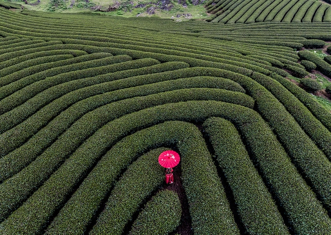 Lần trở lại mới đây, anh gặp thời tiết không thuận lợi khi trời nhiều sương. Tuy nhiên, khó khăn nhất với nhiếp ảnh gia này phải tìm kiếm một nông dân hái chè trên nông trường. Lần trở lại mới đây, anh gặp thời tiết không thuận lợi khi trời nhiều sương. Tuy nhiên, khó khăn nhất với nhiếp ảnh gia này phải tìm kiếm một nông dân hái chè trên nông trường.