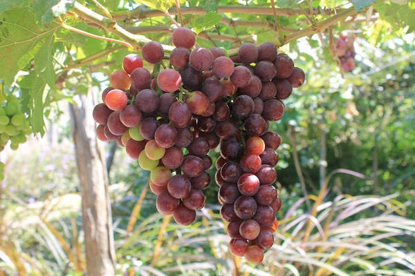 Những trái nho chín mọng cho ra đời những sản phậm rượu vang nho thơm nồng. Những trái nho chín mọng cho ra đời những sản phậm rượu vang nho thơm nồng.
