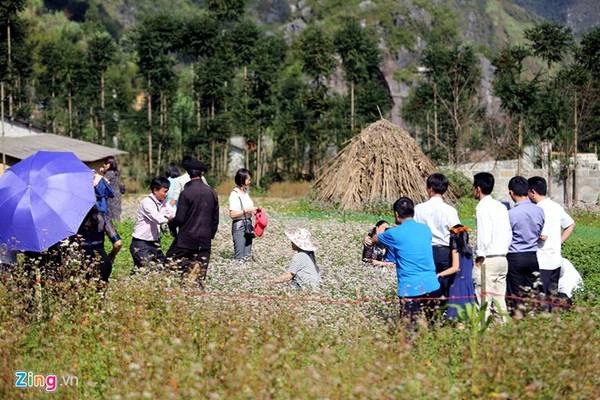 Trong vườn, du khách thi nhau trèo vào giữa, giẫm lên hoa tạo dáng chụp ảnh.