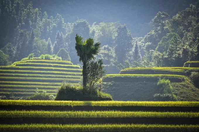 Gợi ý cung đường săn ảnh lúa chín Hà Giang: Thông Nguyên – Nậm Khòa – Tả Sử Choong – Bản Phùng.