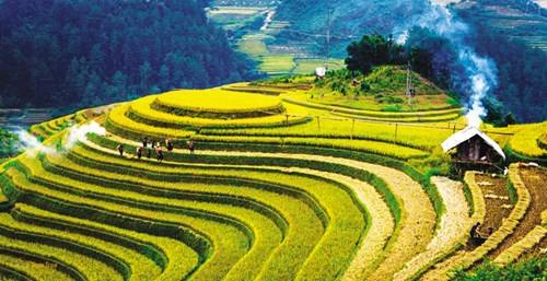 Ruộng bậc thang đẹp như tranh vẽ ở Mù Cang Chải Ruộng bậc thang đẹp như tranh vẽ ở Mù Cang Chải