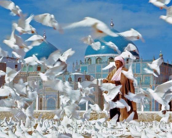 Những chú chim bồ câu trắng ở thánh đường Hazrat Ali, thành phố Mazar-e Sharif, Afghanistan. Ảnh: Ric Ergenbright Những chú chim bồ câu trắng ở thánh đường Hazrat Ali, thành phố Mazar-e Sharif, Afghanistan. Ảnh: Ric Ergenbright